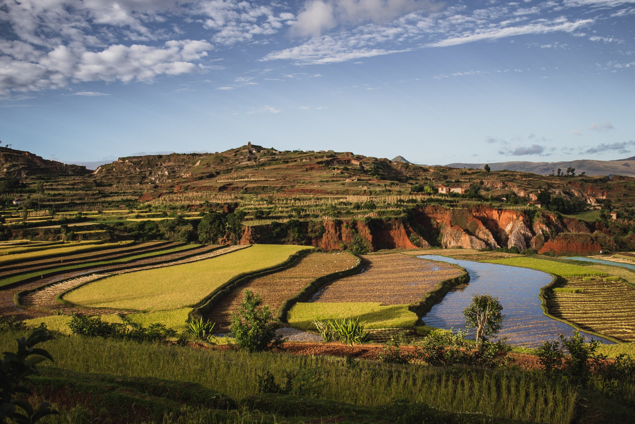 Madagascar rice